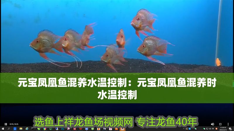 元寶鳳凰魚混養(yǎng)水溫控制：元寶鳳凰魚混養(yǎng)時水溫控制