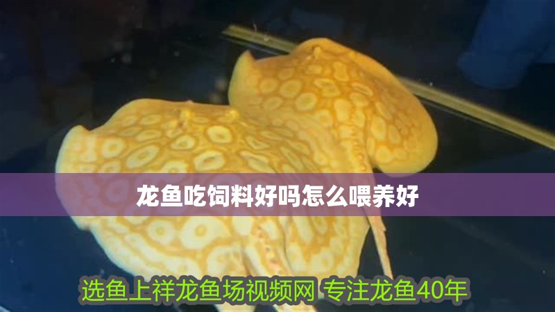 龍魚吃飼料好嗎怎么喂養好