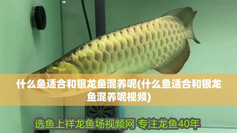 什么魚適合和銀龍魚混養(yǎng)呢(什么魚適合和銀龍魚混養(yǎng)呢視頻)