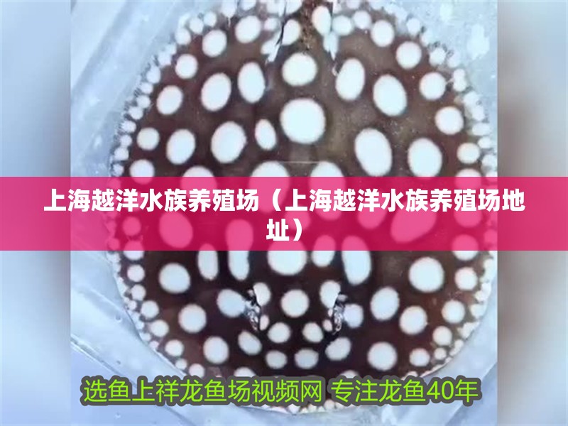 上海越洋水族養殖場（上海越洋水族養殖場地址）