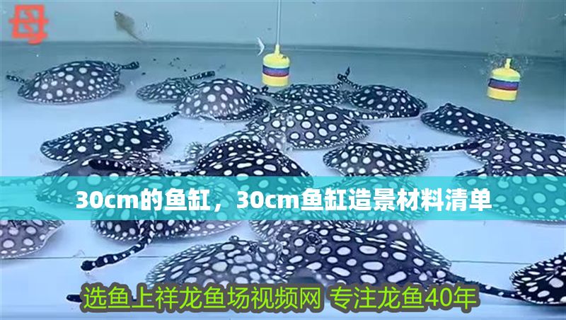 30cm的魚缸，30cm魚缸造景材料清單