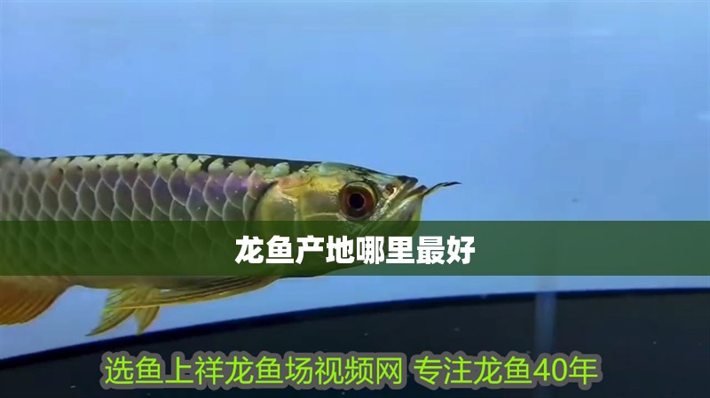 龍魚產地哪里最好