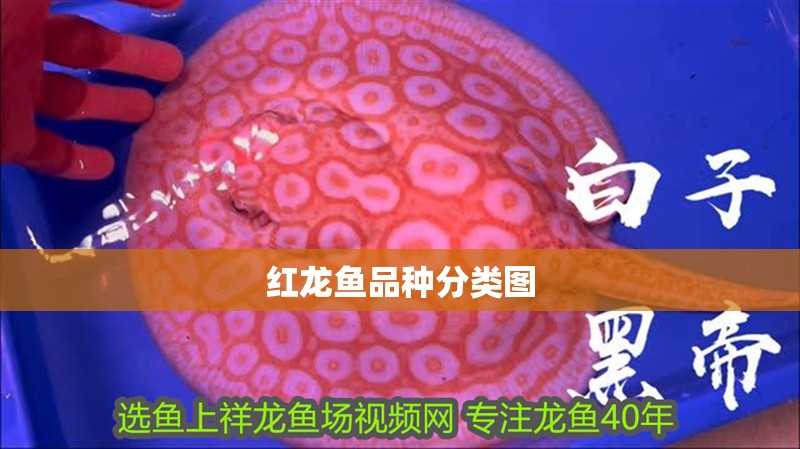 紅龍魚(yú)品種分類(lèi)圖