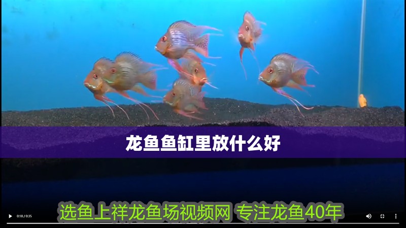 龍魚魚缸里放什么好