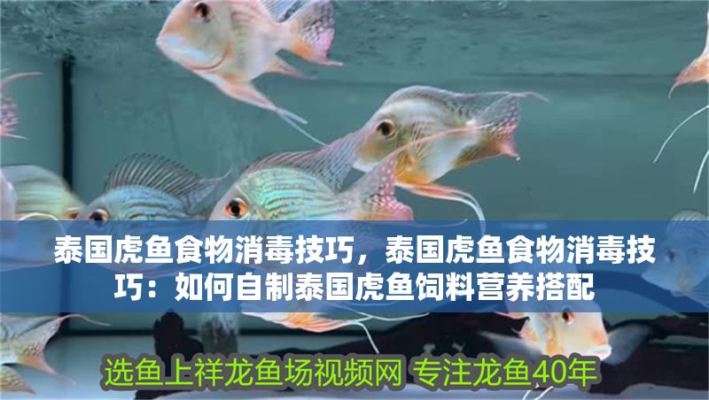 泰國虎魚食物消毒技巧，泰國虎魚食物消毒技巧：如何自制泰國虎魚飼料營養搭配