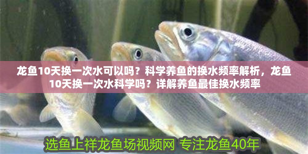 龍魚10天換一次水可以嗎？科學(xué)養(yǎng)魚的換水頻率解析，龍魚10天換一次水科學(xué)嗎？詳解養(yǎng)魚最佳換水頻率