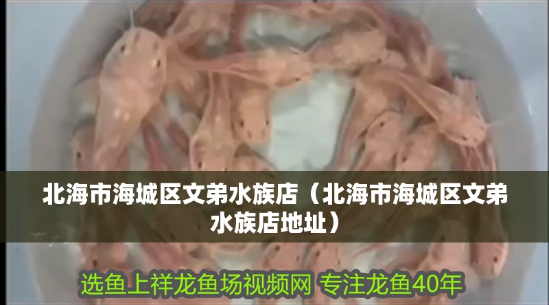 北海市海城區文弟水族店（北海市海城區文弟水族店地址）