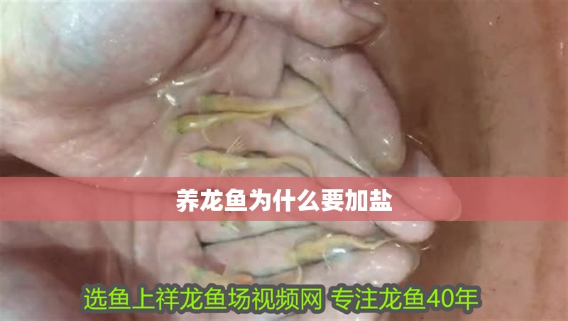 養龍魚為什么要加鹽