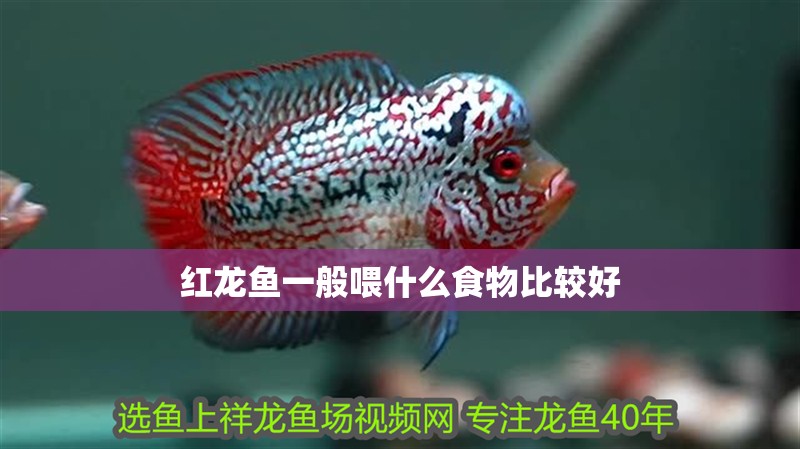 紅龍魚一般喂什么食物比較好