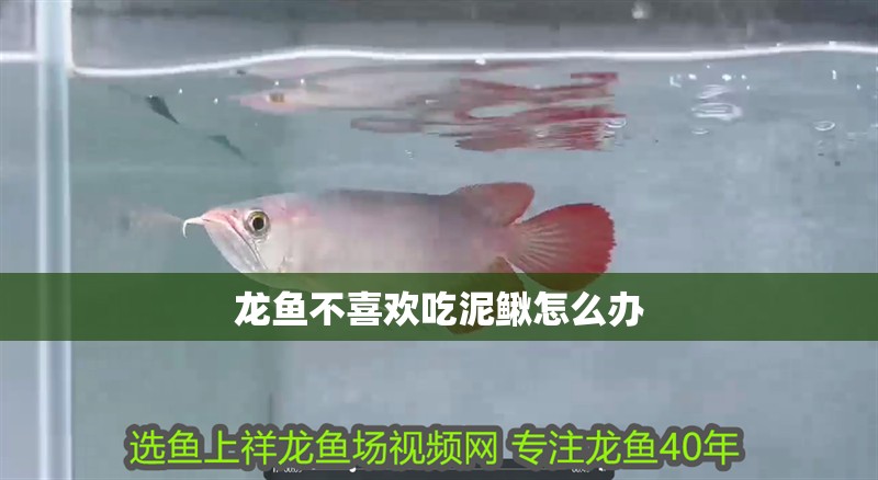 龍魚不喜歡吃泥鰍怎么辦
