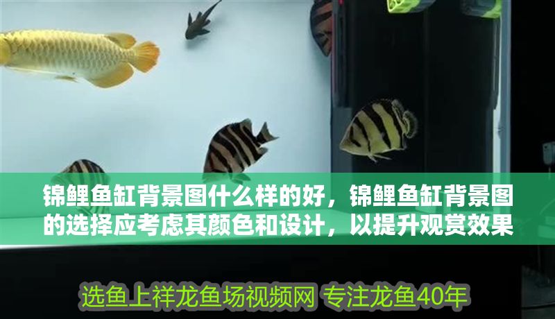 錦鯉魚缸背景圖什么樣的好，錦鯉魚缸背景圖的選擇應考慮其顏色和設計，以提升觀賞效果并營造舒適環境