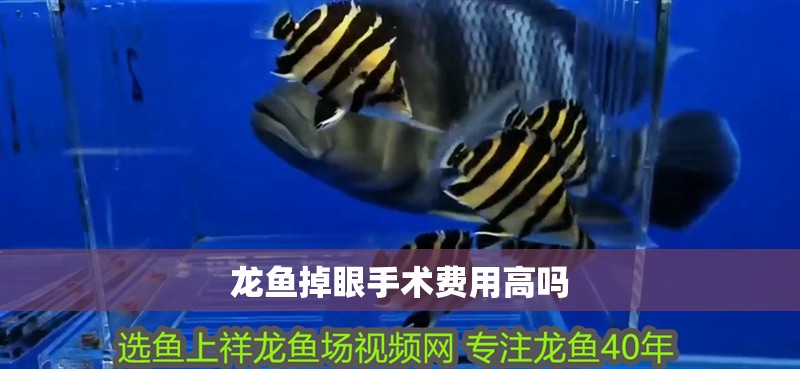 龍魚掉眼手術費用高嗎