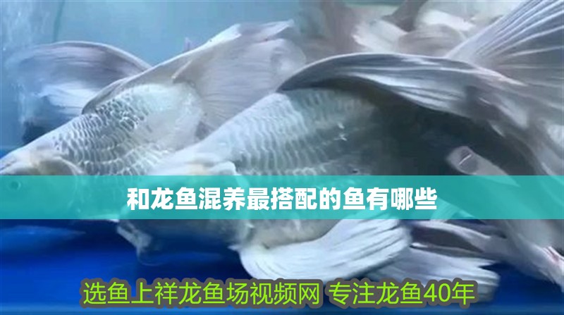 和龍魚混養(yǎng)最搭配的魚有哪些