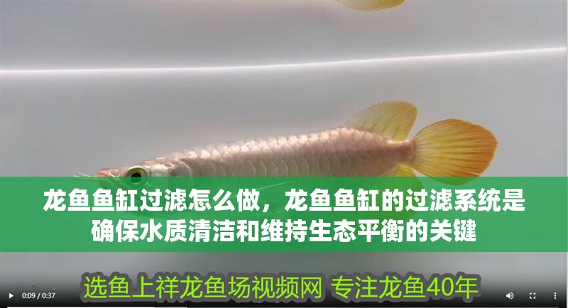 龍魚魚缸過濾怎么做，龍魚魚缸的過濾系統是確保水質清潔和維持生態平衡的關鍵