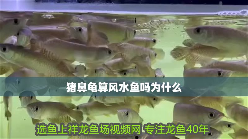 豬鼻龜算風水魚嗎為什么