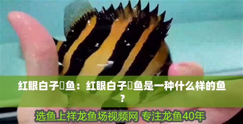 紅眼白子魟魚(yú)：紅眼白子魟魚(yú)是一種什么樣的魚(yú)？