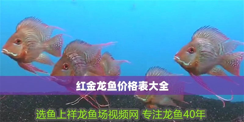 紅金龍魚價格表大全 紅金龍魚價格表大全 龍魚百科 第2張