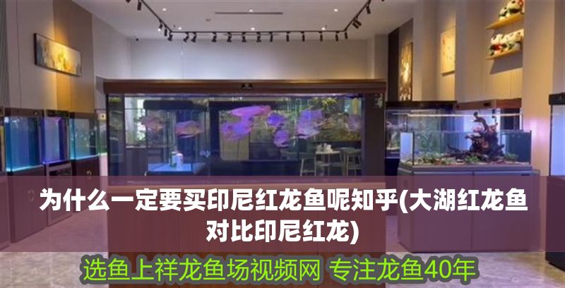 為什么一定要買印尼紅龍魚呢知乎(大湖紅龍魚對比印尼紅龍)