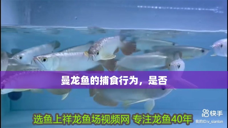 曼龍魚的捕食行為，是否