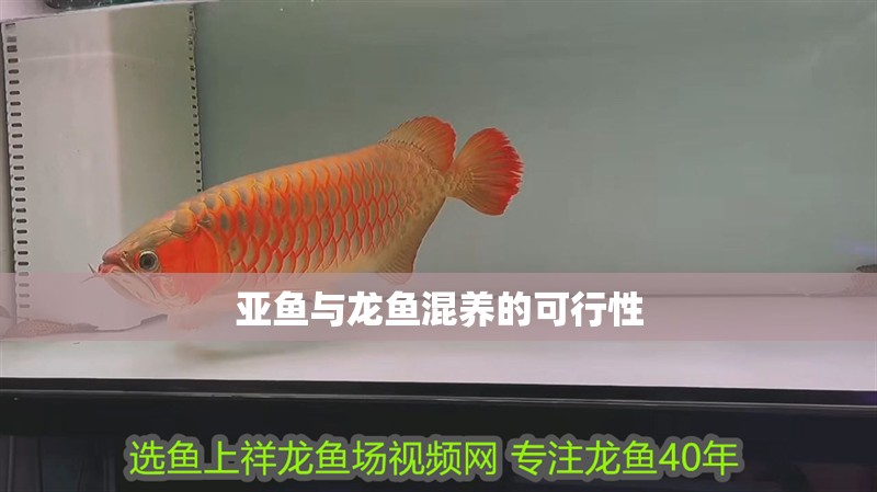 亞魚與龍魚混養(yǎng)的可行性