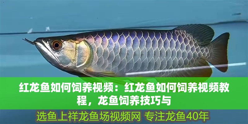 紅龍魚如何飼養視頻：紅龍魚如何飼養視頻教程，龍魚飼養技巧與