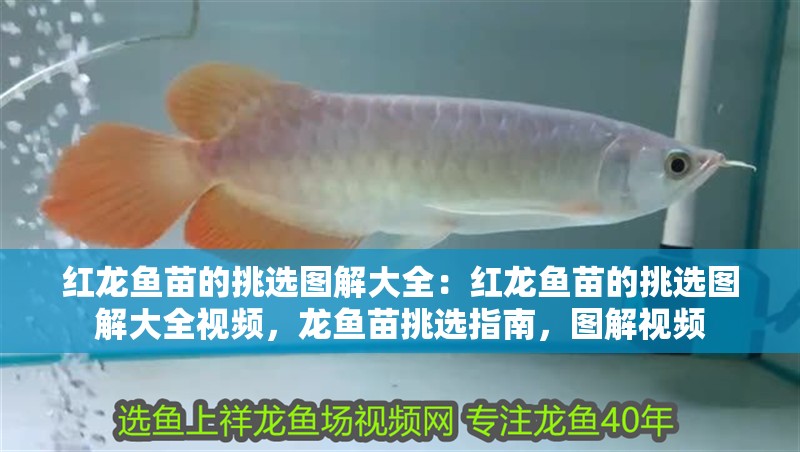 紅龍魚苗的挑選圖解大全:紅龍魚苗的挑選圖解大全視頻,龍魚苗挑選指南,圖解視頻 水族問答 紅龍魚苗的挑選圖解大全:紅龍魚苗的挑選圖解大全視頻,龍魚苗挑選指南,圖解視頻 紅龍魚苗的挑選圖解大全:紅龍魚苗的挑選圖解大全視頻,龍魚苗挑選指南,圖解視頻 水族問答