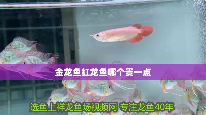 金龍魚紅龍魚哪個貴一點