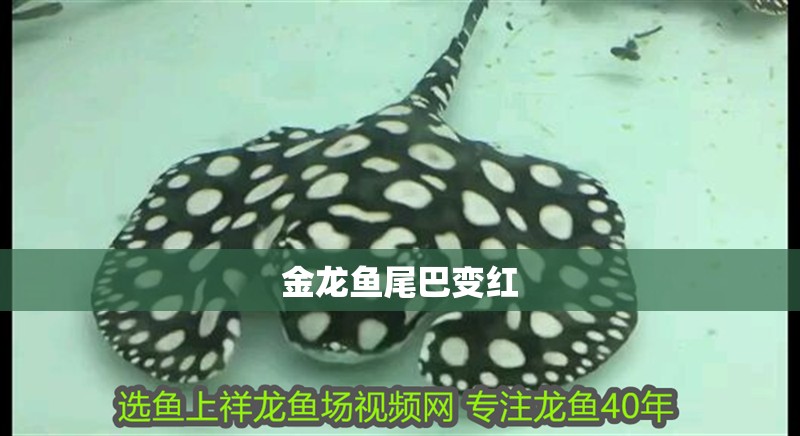 金龍魚(yú)尾巴變紅