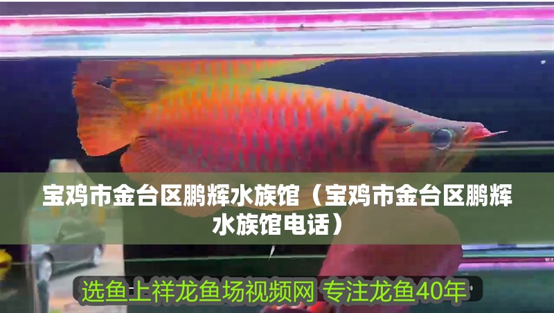 寶雞市金臺區鵬輝水族館（寶雞市金臺區鵬輝水族館電話） 寶雞市金臺區鵬輝水族館（寶雞市金臺區鵬輝水族館電話） 全國水族館企業名錄 第2張