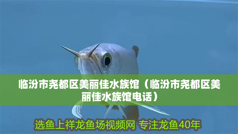 臨汾市堯都區美麗佳水族館（臨汾市堯都區美麗佳水族館電話）