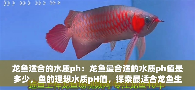 龍魚適合的水質ph：龍魚最合適的水質ph值是多少，魚的理想水質pH值，探索最適合龍魚生存的酸堿度