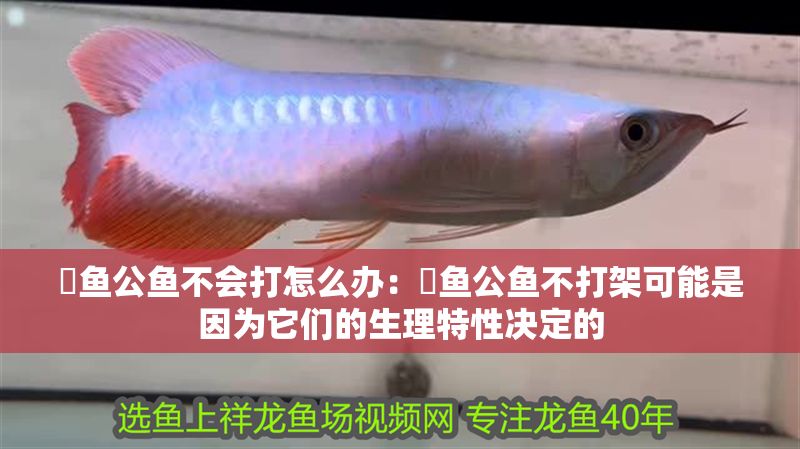 魟魚公魚不會打怎么辦：魟魚公魚不打架可能是因為它們的生理特性決定的