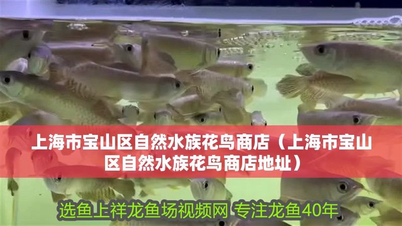 上海市寶山區自然水族花鳥商店（上海市寶山區自然水族花鳥商店地址）