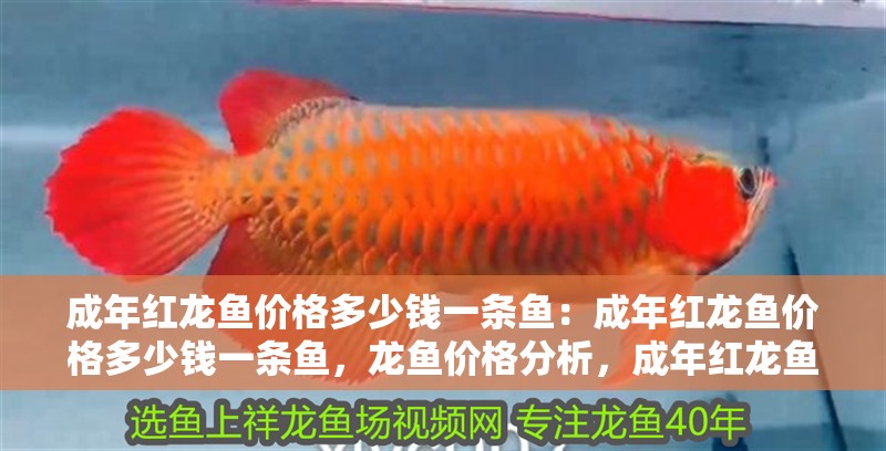 成年紅龍魚價(jià)格多少錢一條魚：成年紅龍魚價(jià)格多少錢一條魚，龍魚價(jià)格分析，成年紅龍魚市場(chǎng)行情及購買指南