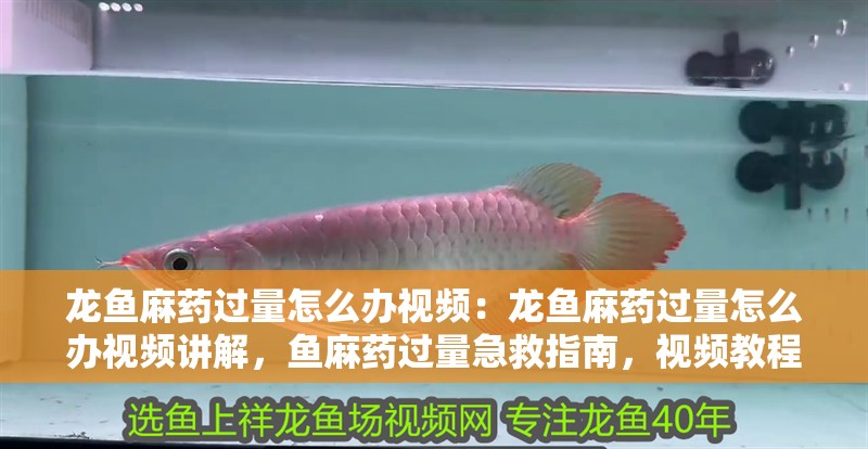 龍魚麻藥過量怎么辦視頻：龍魚麻藥過量怎么辦視頻講解，魚麻藥過量急救指南，視頻教程