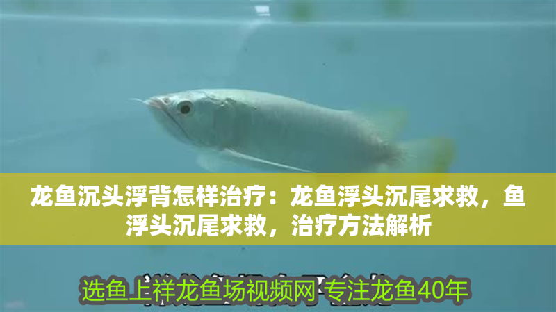 龍魚沉頭浮背怎樣治療：龍魚浮頭沉尾求救，魚浮頭沉尾求救，治療方法解析