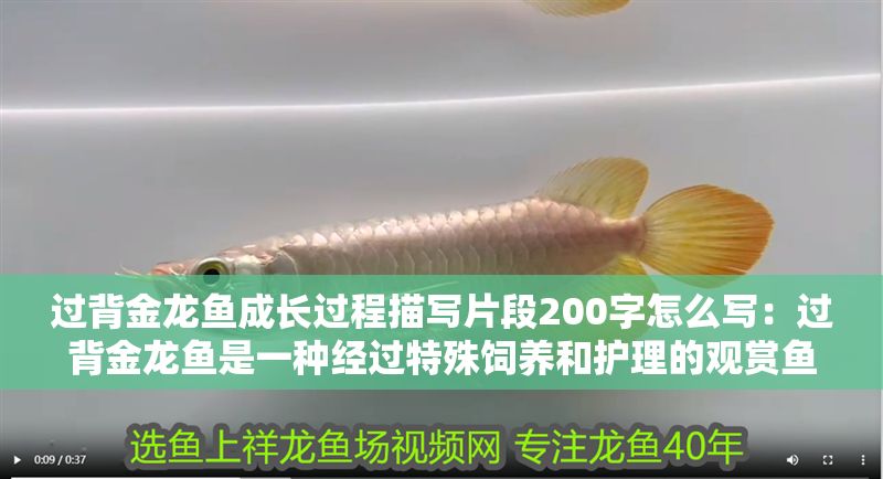 過背金龍魚成長過程描寫片段200字怎么寫：過背金龍魚是一種經過特殊飼養和護理的觀賞魚其成長過程充滿奇跡