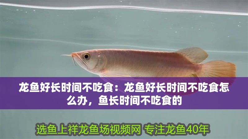 龍魚好長時間不吃食：龍魚好長時間不吃食怎么辦，魚長時間不吃食的