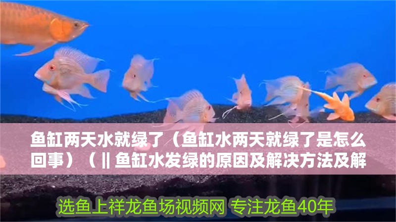 魚缸兩天水就綠了（魚缸水兩天就綠了是怎么回事）（‖魚缸水發綠的原因及解決方法及解決方法及解決方法）
