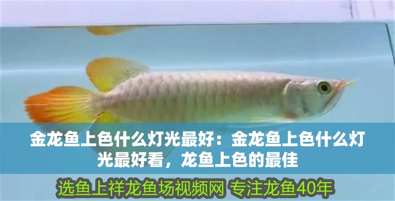 金龍魚上色什么燈光最好：金龍魚上色什么燈光最好看，龍魚上色的最佳