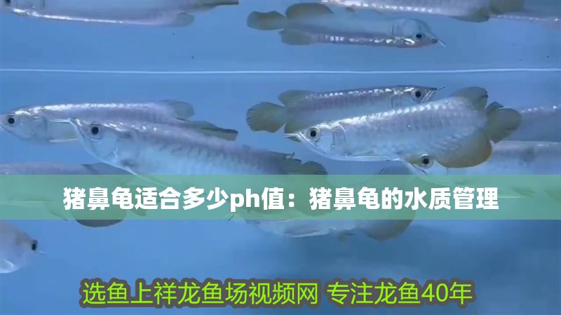 豬鼻龜適合多少ph值：豬鼻龜的水質管理