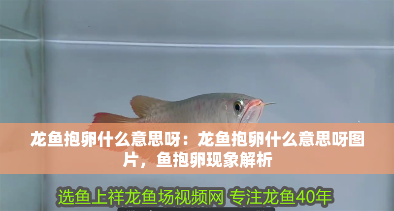 龍魚抱卵什么意思呀：龍魚抱卵什么意思呀圖片，魚抱卵現象解析