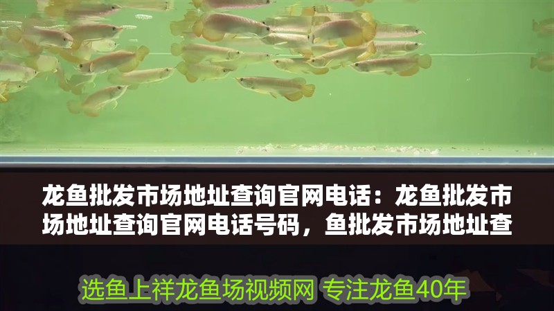龍魚批發(fā)市場地址查詢官網(wǎng)電話：龍魚批發(fā)市場地址查詢官網(wǎng)電話號碼，魚批發(fā)市場地址查詢與