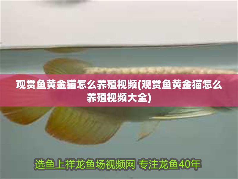 觀賞魚黃金貓?jiān)趺答B(yǎng)殖視頻(觀賞魚黃金貓?jiān)趺答B(yǎng)殖視頻大全)