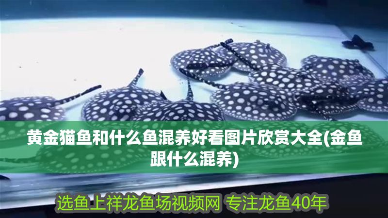 黃金貓魚和什么魚混養好看圖片欣賞大全(金魚跟什么混養) 黃金貓魚和什么魚混養好看圖片欣賞大全(金魚跟什么混養) 黃金貓魚百科 第1張