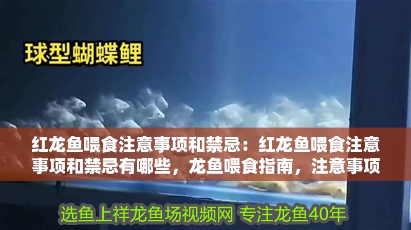 紅龍魚喂食注意事項和禁忌：紅龍魚喂食注意事項和禁忌有哪些，龍魚喂食指南，注意事項與禁忌全