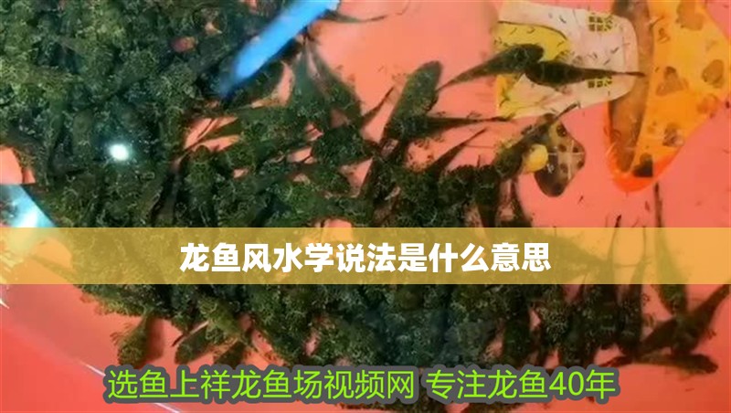 龍魚風水學說法是什么意思