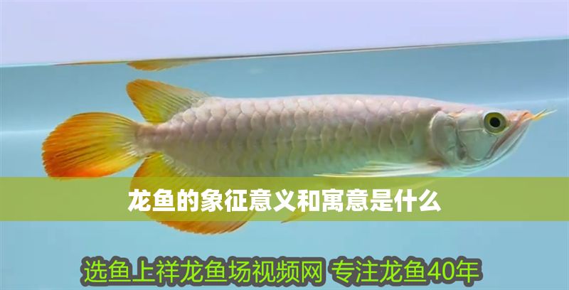 龍魚的象征意義和寓意是什么