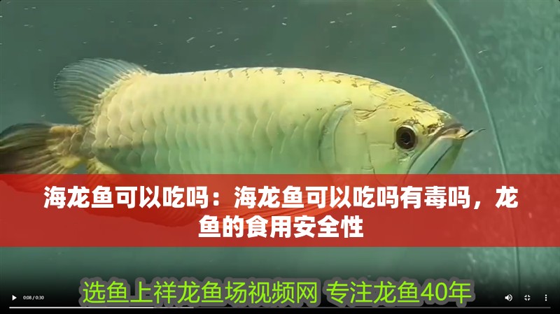 海龍魚可以吃嗎：海龍魚可以吃嗎有毒嗎，龍魚的食用安全性