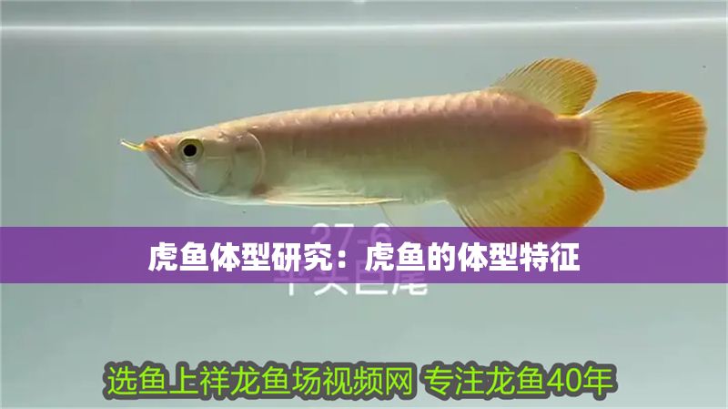 虎魚體型研究：虎魚的體型特征 虎魚體型研究：虎魚的體型特征 虎魚百科 第2張